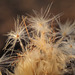 Cynara algarbiensis, Penedos