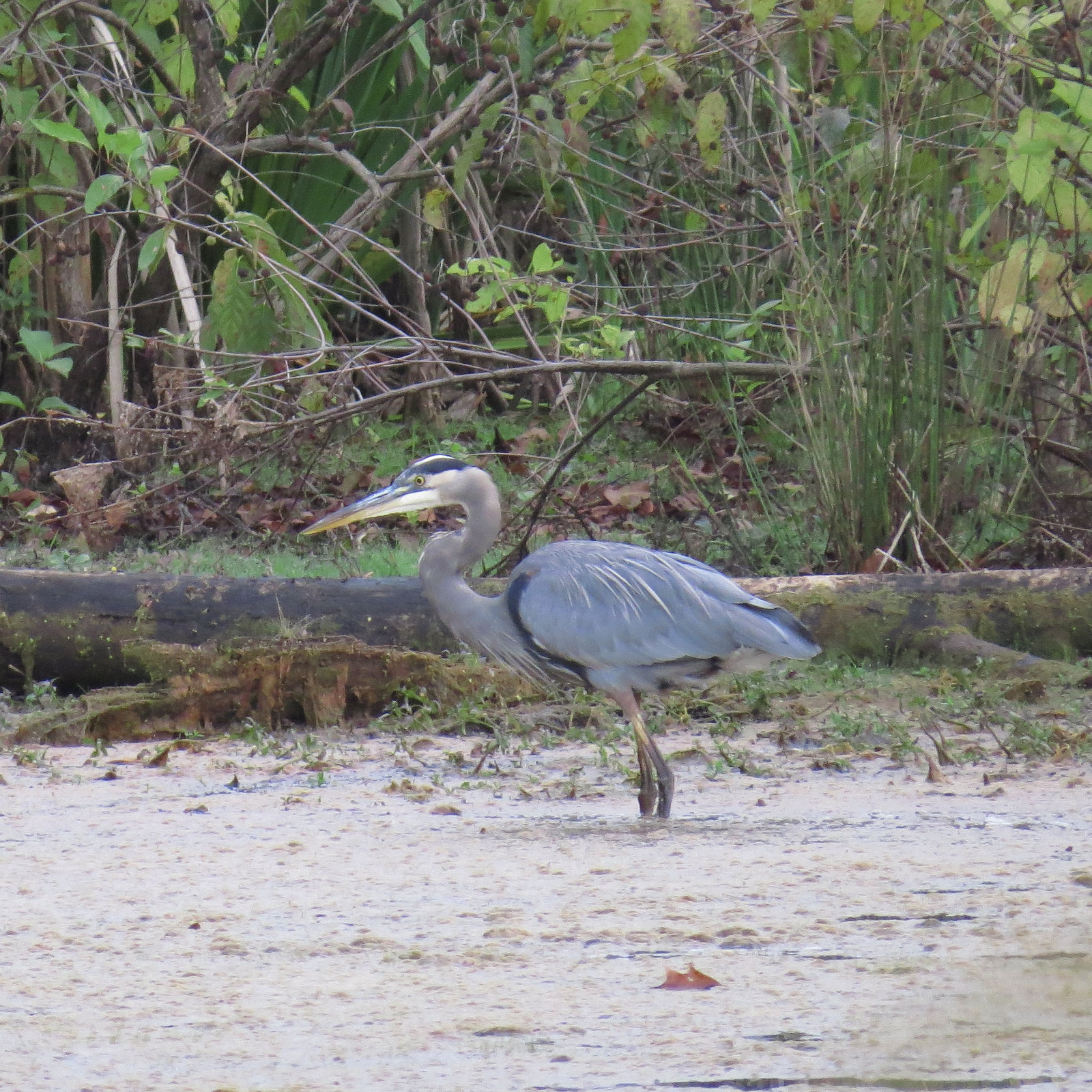 Great blue heron fishing