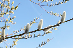 Schön flauschig