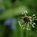 Plantago lanceolata*