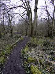 A woodland path bridge