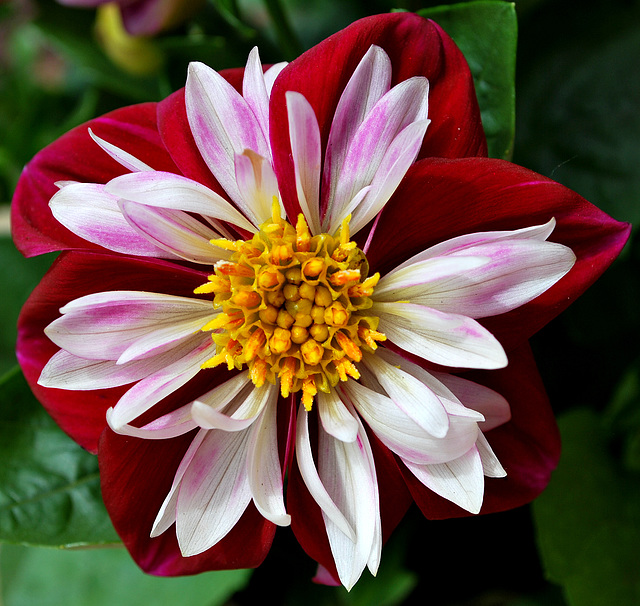 Dalia Delight!