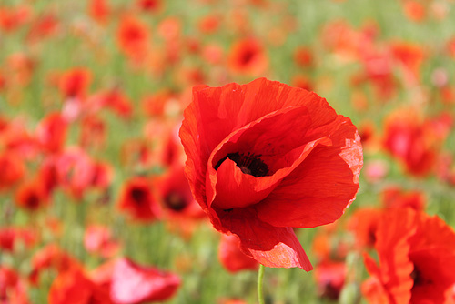 En robe rouge .......