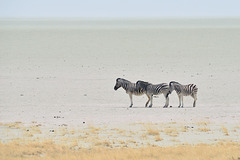 Zebras in Etosha pan