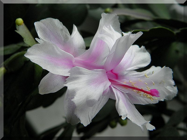 Schlumbergera