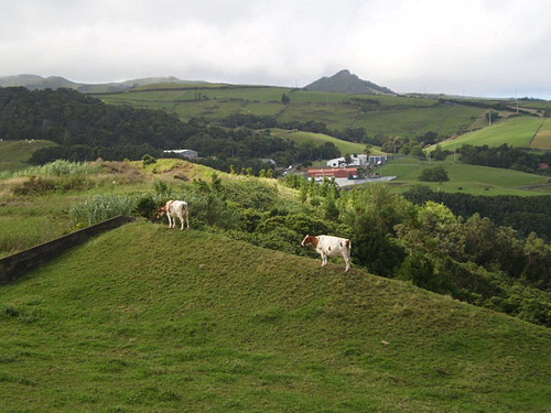 Cows on the edge.