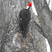 Pileated Woodpecker