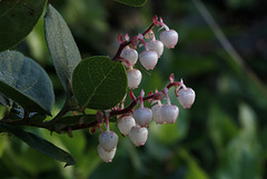 Salal