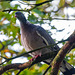 Wood pigeon