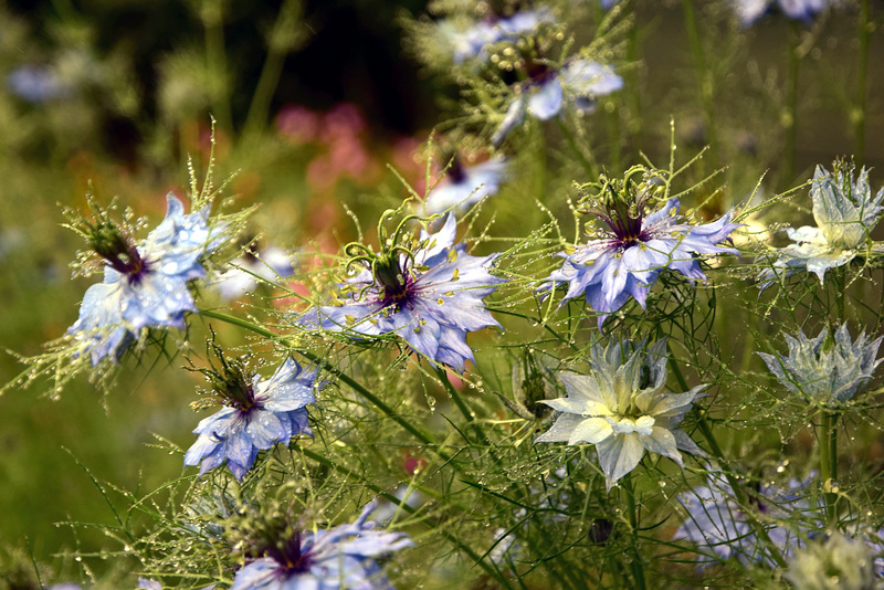 DSC 0174 Love in a Mist