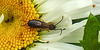 20210609 0766CPw [D~LIP] Gemeiner Ohrwurm (Forficular auricularia), Wiesen-Margerite (Leucanthemum vulgare agg), Bad Salzuflen