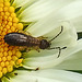 20210609 0766CPw [D~LIP] Gemeiner Ohrwurm (Forficular auricularia), Wiesen-Margerite (Leucanthemum vulgare agg), Bad Salzuflen