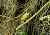 20210705 1306CPw [D~LIP] Grünfink (Carduelis chloris), Bad Salzuflen