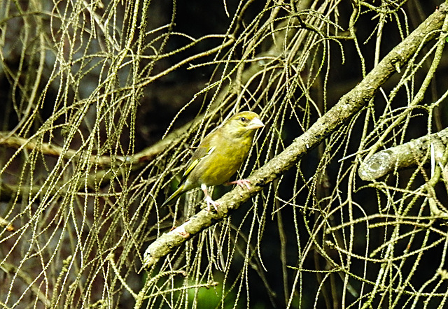 20210705 1306CPw [D~LIP] Grünfink (Carduelis chloris), Bad Salzuflen