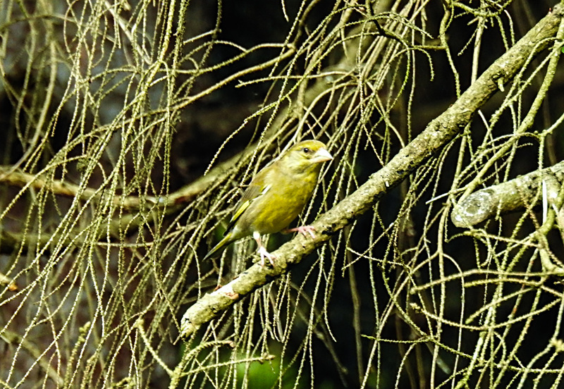 20210705 1306CPw [D~LIP] Grünfink (Carduelis chloris), Bad Salzuflen