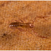 IMG 3324 Pseudoscorpionv2