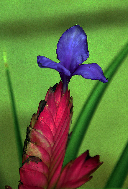 La Tillandsia raquette