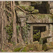 Ta Prohm Temple (3)