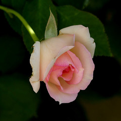 Dans mon jardin