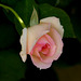 Dans mon jardin