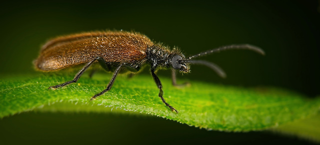 Der Gemeine Wollkäfer (Lagria hirta) hat sich sehen lassen :)) The common mealybug (Lagria hirta) was a sight to behold :)) La cochenille commune (Lagria hirta) était un spectacle à voir :))