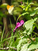 20170409 0407CPw [D~PB] Aurorafalter (Anthocharis cardamines), Steinhorster Becken, Delbrück