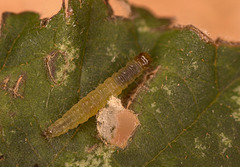 Caterpillar IMG_0620