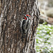 Yellow-bellied Sapsucker