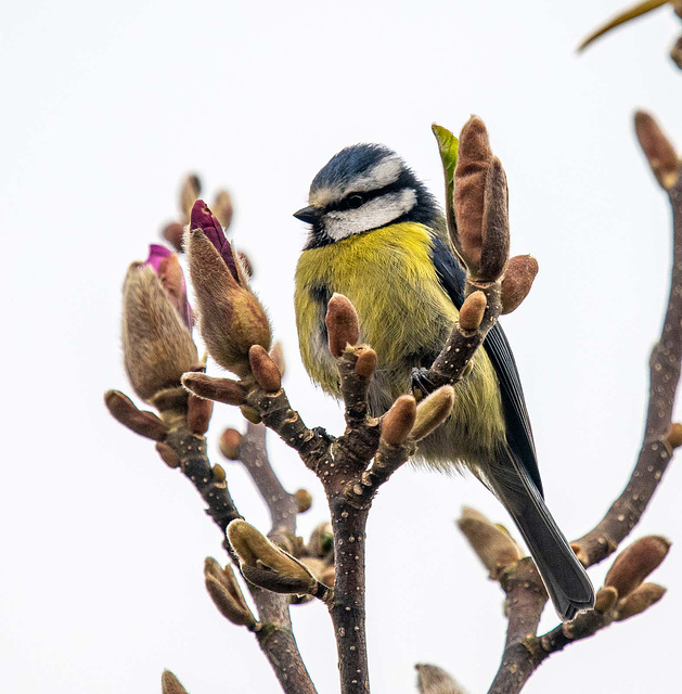 Blue tit