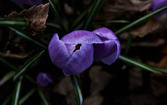 Purple Spring