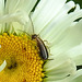 20210609 0767CPw [D~LIP] Gemeiner Ohrwurm (Forficular auricularia), Wiesen-Margerite (Leucanthemum vulgare agg), Bad Salzuflen