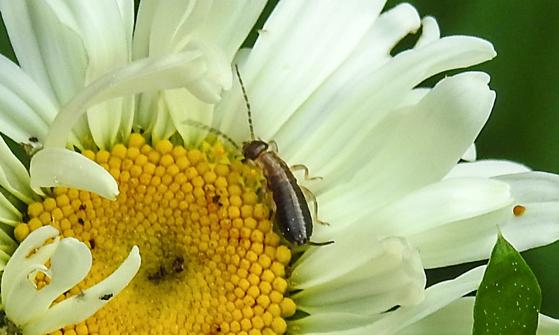 20210609 0767CPw [D~LIP] Gemeiner Ohrwurm (Forficular auricularia), Wiesen-Margerite (Leucanthemum vulgare agg), Bad Salzuflen