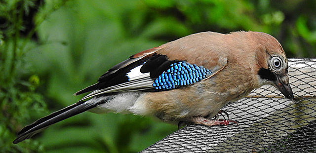 20210705 1310CPw [D~LIP] Eichelhäher (Garrulus glandarius), Bad Salzuflen