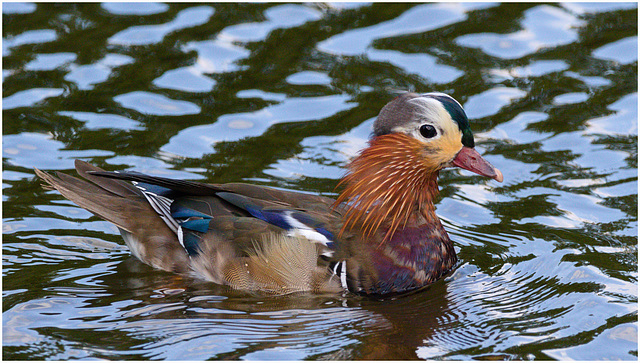 EF7A9203 Mandarin Duck