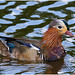 EF7A9203 Mandarin Duck