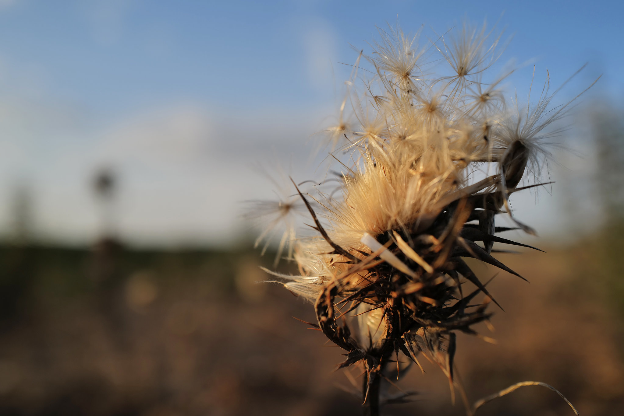 Cynara algarbiensis, Penedos