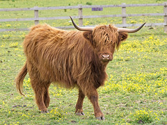 Highland Cattle (+PiP)