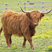 Highland Cattle (+PiP)