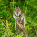 Grey squirrel