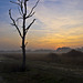 # 15 Solitary tree at sunset in the steppe of the Candelo Baraggia, Biella (Italy)