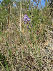 Scilla autumnalis - 2004-10-01--Ix500-IMG_0960