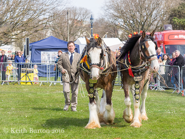 Working and Heavy Horse Show