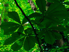 Chestnut Leaves