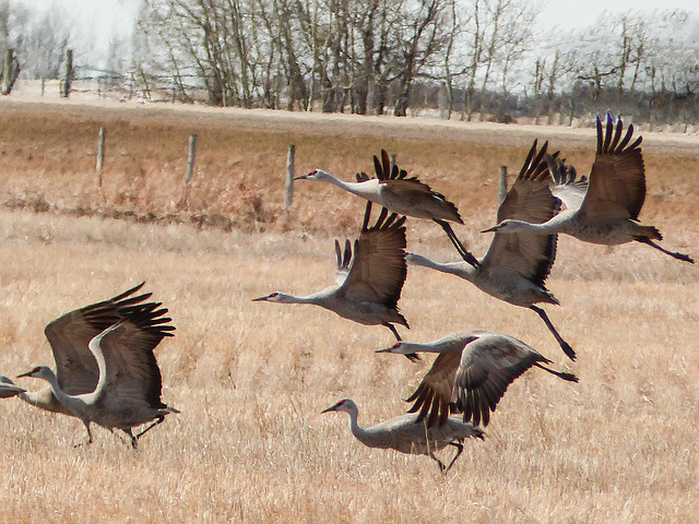 Sandhill Cranes, take-off