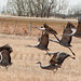 Sandhill Cranes, take-off