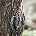 Yellow-bellied Sapsucker