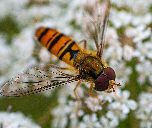 Hover fly