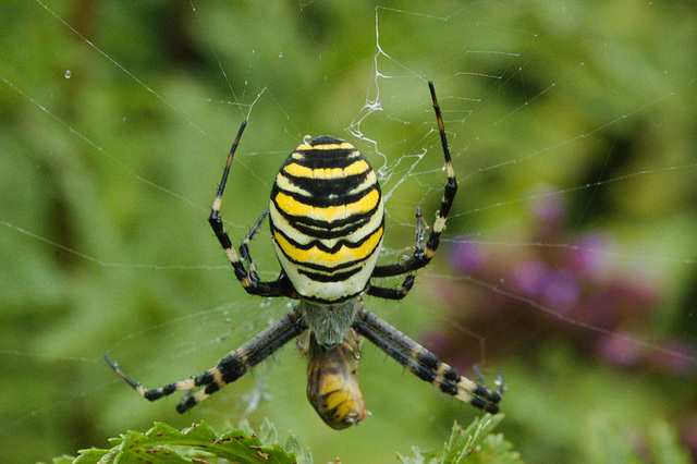 SpiderIMG 6227