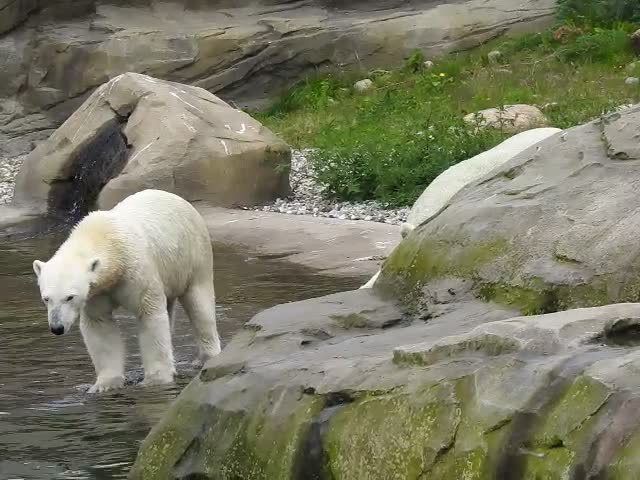 20190907 6013CP~V [D~HRO] Eisbär (Ursus maritimus), Zoo, Rostock