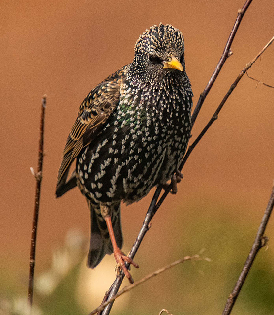 Starling